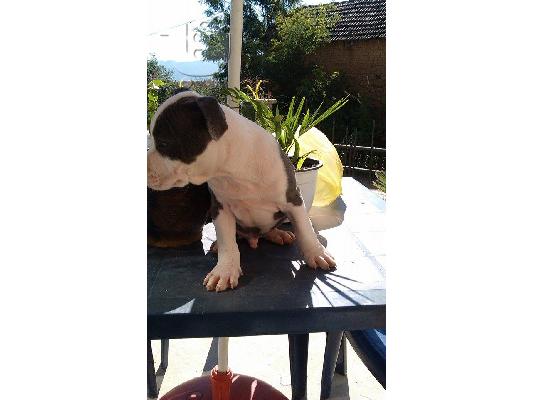 AMERICAN STANFORD BLUEE PEDIGREE